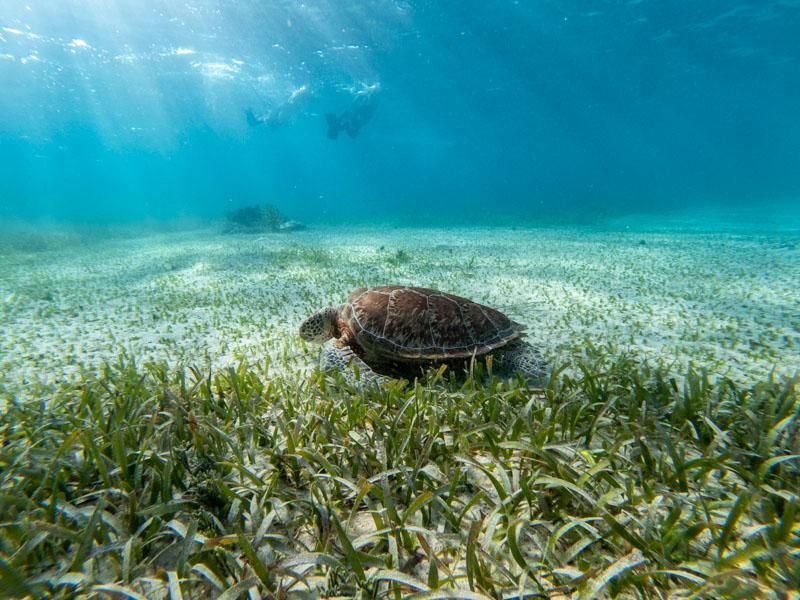 Underwater world in Belize