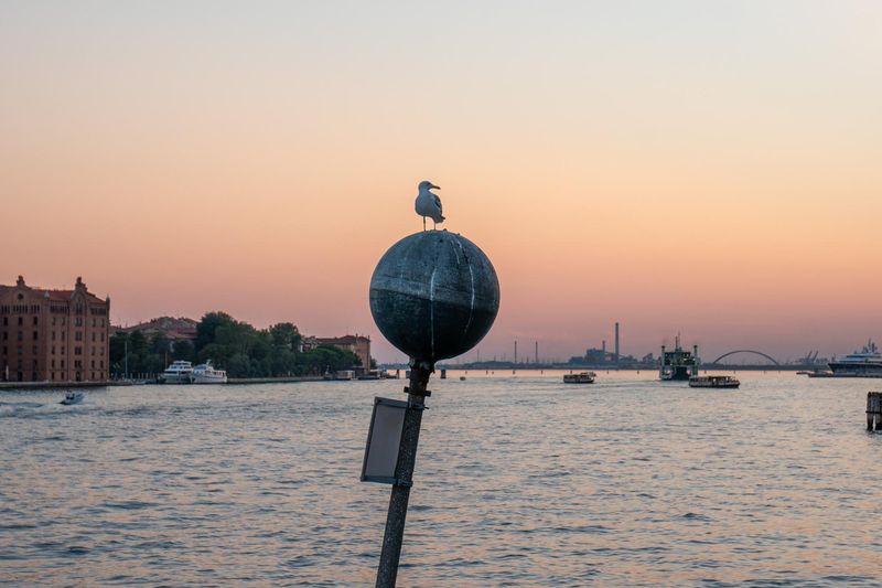 Seagull at sunset in the Gulf of Venice